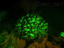 Coral Fluorescence at Clipperton Island