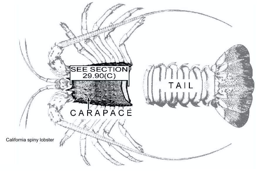 California Spiny Lobster (Panulirus interruptus) Measurement Diagram