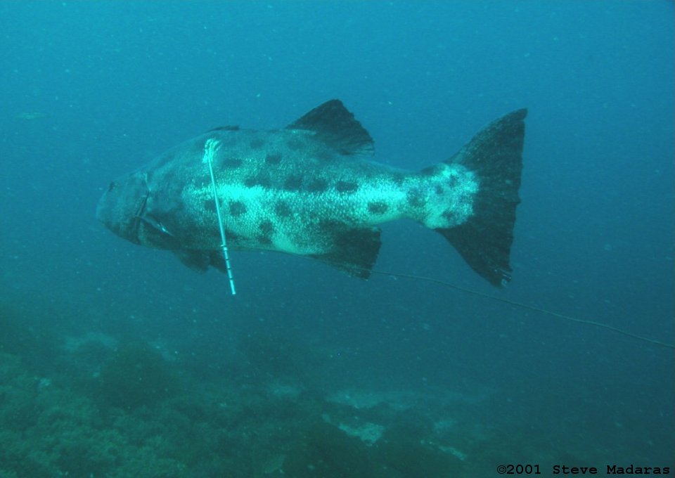 A speared California Giant Black Sea Bass at Catalina Island