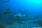 California Giant Black Sea Bass at Catalina Island