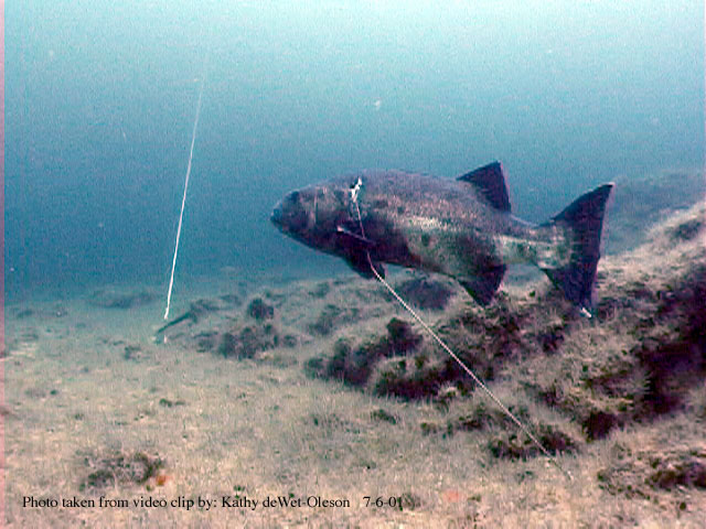 A speared California Giant Black Sea Bass at Anacapa Island