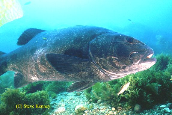 California Giant Black Sea Bass at Catalina Island