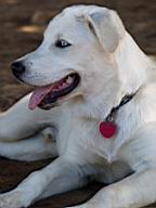 Blue, a 5 month old white goberian puppy