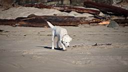 Blue the White Goberian on Cook's Beach, Gualala, Mendocino County, California