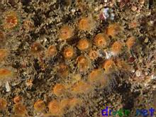 Astrangia lajollaensis (Colonial Cup Coral)