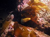 albino sea cucumber