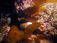 albino sea cucumber