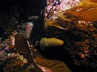 albino sea cucumber