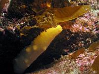 albino sea cucumber