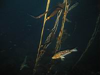 Kelp Bass (paralabrax calthratus)