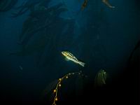 Kelp Bass (paralabrax calthratus)