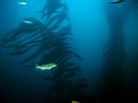 Kelp Bass (paralabrax calthratus)