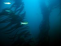 Kelp Bass (paralabrax calthratus)