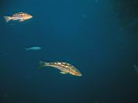 Kelp Bass (paralabrax calthratus)