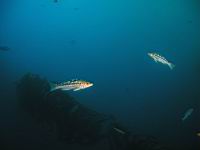 Kelp Bass (paralabrax calthratus)