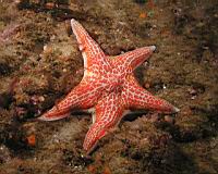 Leather Star (Dermasterias imbricata)