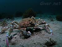 Sheep Crab (Loxorhynchus grandis)