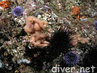 sponge & urchins