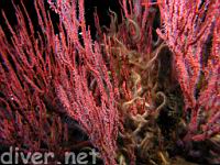 Red Gorgonian (Lophogorgia chilensis) with Spiny Brittle Stars (Ophiothrix spiculata)