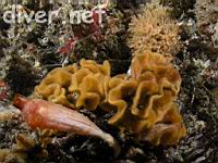 Stalked Tunicate (Styela montereyensis) & Fluted Bryozoan (Hippodiplosia insculpta)