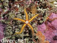 Spiny Brittle Star (Ophiothrix spiculata)