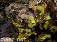 Tylodina fungina feeding on Sulpher Sponge (Aplysina fistularis)