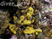 Sulphur Sponge (Aplysina fistularis)