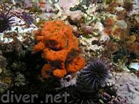 Sponge (Jones amanuensis ) & Purple Sea Urchin (Strongylocentrotus purpuratus)