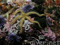 Spiny Brittle Star (Ophiothrix spiculata) & Purple Sea Urchin (Strongylocentrotus purpuratus)