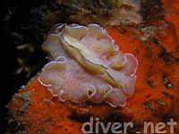 Polyclad flatworm (Pseudoceros luteus) on Red Sponge (Ophlitaspongia pennata)