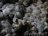 Sponge (Haliclona sp.)