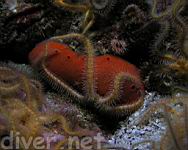 Spiny Brittle Star (Ophiothrix spiculata) on a Red Sponge