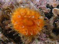 Orange Cup Coral (Balanophyllia elegans)