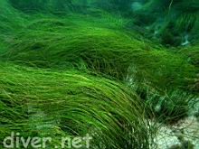 Phyllospadix torreyi (Surfgrass)