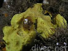 Aplysina fistularis (Sulpher Sponge) & Tylodina fungina