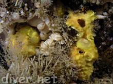 Tylodina fungina on Aplysina fistularis (Sulpher Sponge) surrounded by Didemnum carnulentum (Colonial Tunicate)