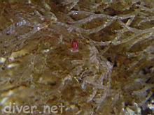 Tiny Polycera atra on Bugula neritina