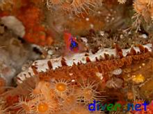 Lythrypnus dalli (Blue-banded Goby, Catalina Goby) on a Crassedoma giganteum (Rock Scallop)