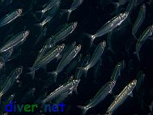 Sardinops sagax (Pacific sardine)