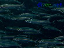 Sardinops sagax (Pacific sardine)