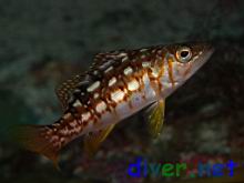 A juvenile Paralabrax clathratus (Kelp Bass, Calico Bass)
