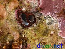 Chaceia ovoidea (Wartneck Piddock Boring Clam)