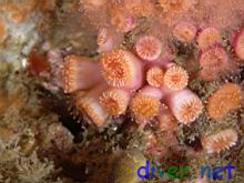 Coenocyathus bowersi (Colonial Cup Coral)