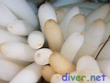 The eggs of Loligo opalescens (California Market squid)