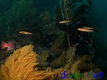 Oxyjulis californica (Seoritas) swimming over the Hen Rock Reef