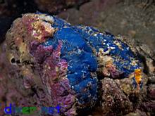 Hymenamphiastra cyanocrypta (Cobalt Sponge)