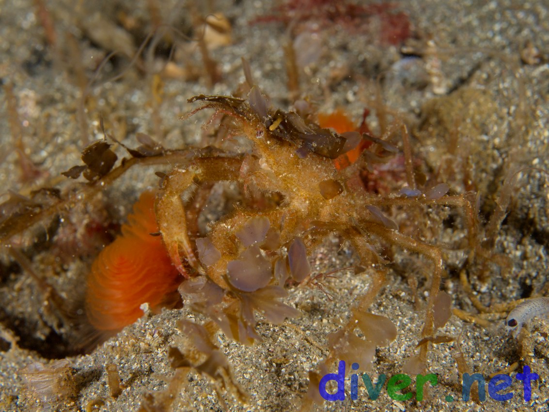 Podochela hemphilli (Hemphill's Kelp Crab)