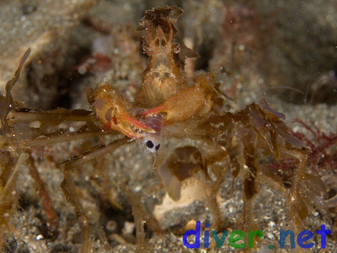 Podochela hemphilli (Hemphill's Kelp Crab) with a captured amphipod