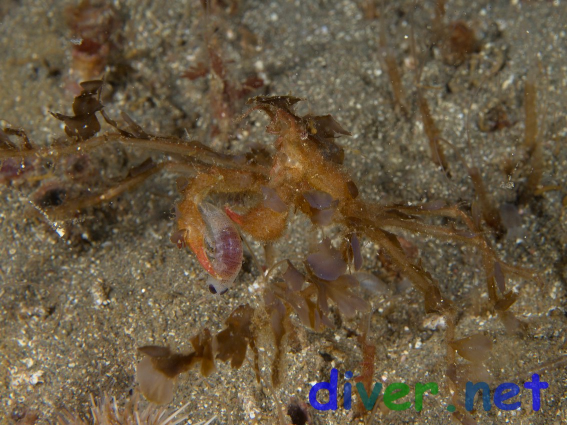 Podochela hemphilli (Hemphill's Kelp Crab) with a captured amphipod