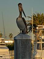Pelecanus occidentalis (Brown Pelican)